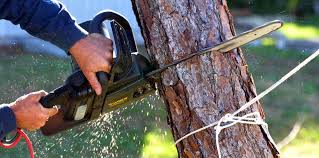 Best Firewood Processing and Delivery  in Amityville, NY