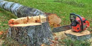Best Tree Maintenance Programs  in Amityville, NY