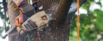 Best Tree Cabling and Bracing  in Amityville, NY