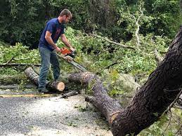Best Tree Health Inspection  in Amityville, NY