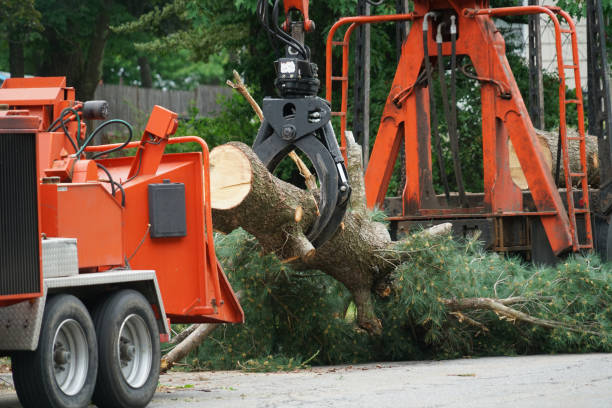 Best Weed Control  in Amityville, NY
