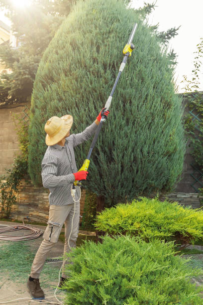 Best Leaf Removal  in Amityville, NY