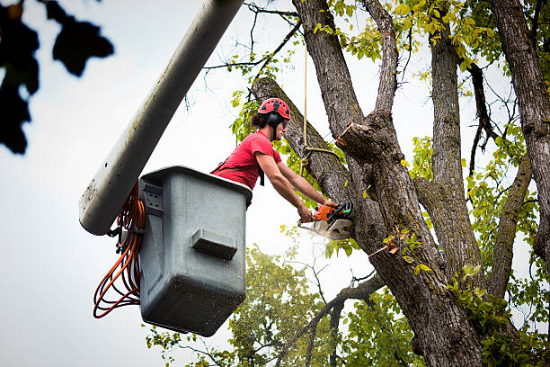 Best Tree Removal  in Amityville, NY