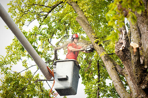 Best Aeration Services  in Amityville, NY