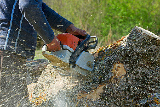 Best Hazardous Tree Removal  in Amityville, NY