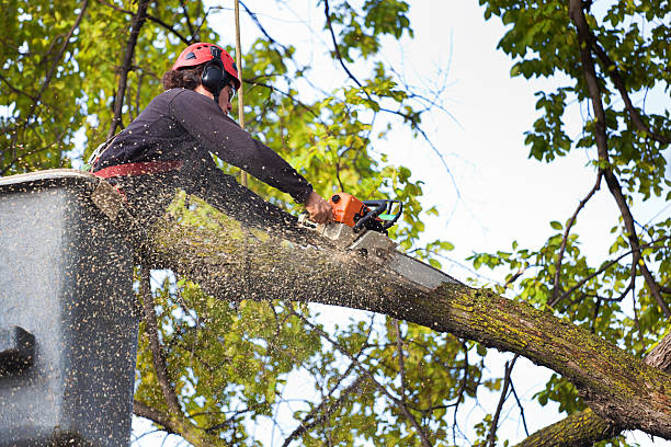Best Soil Testing and Treatment  in Amityville, NY