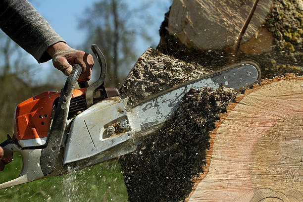 Best Tree Preservation Services  in Amityville, NY